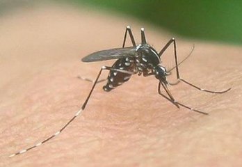 蚊子防治