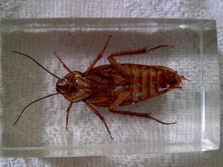 蟑螂防治